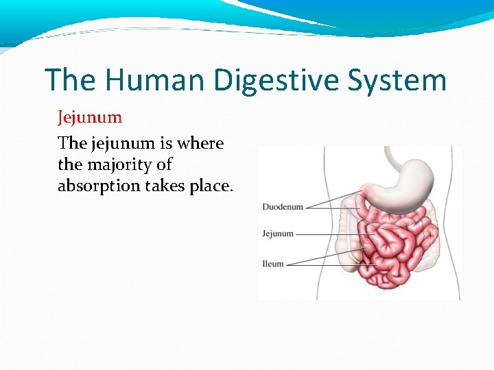 The Human Digestive System Jejunum The jejunum is where the majority of absorption takes