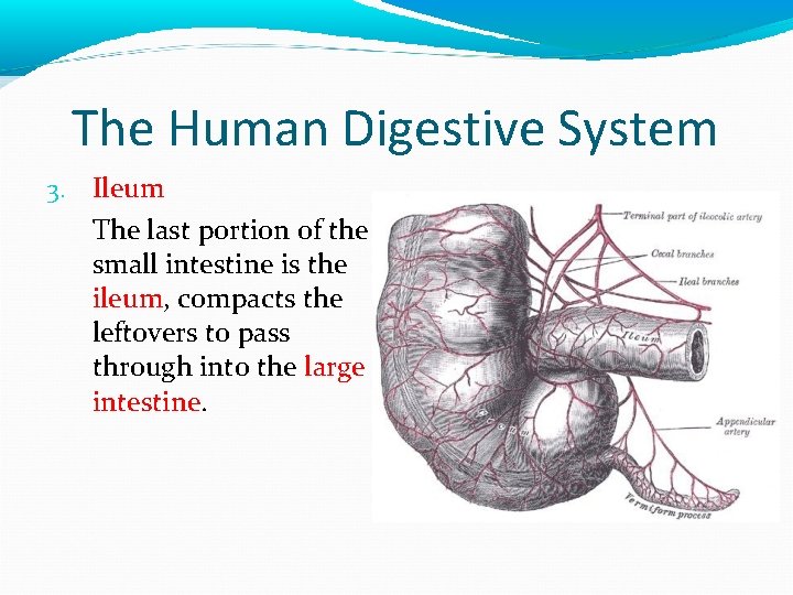 The Human Digestive System 3. Ileum The last portion of the small intestine is