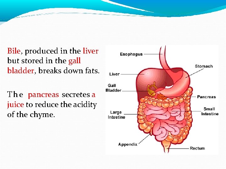 Bile, produced in the liver but stored in the gall bladder, breaks down fats.