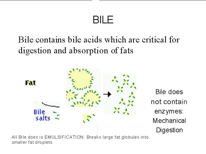 BILE Bile contains bile acids which are critical for digestion and absorption of fats