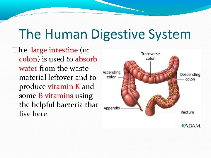 The Human Digestive System T h e large intestine (or colon) is used to