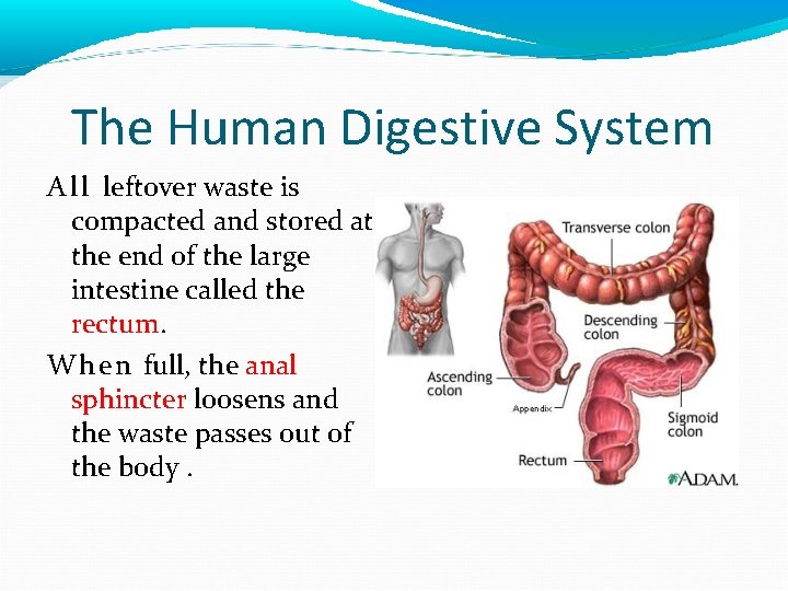 The Human Digestive System A l l leftover waste is compacted and stored at