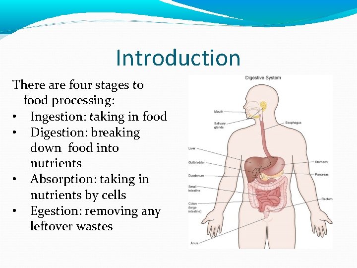 Introduction There are four stages to food processing: • Ingestion: taking in food •