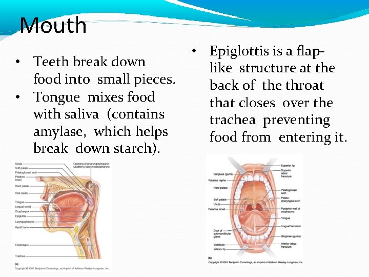 Mouth • Teeth break down food into small pieces. • Tongue mixes food with