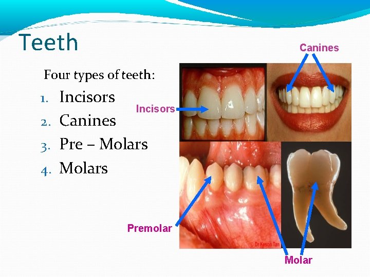 Teeth Canines Four types of teeth: 1. Incisors 2. Canines Incisors 3. Pre –