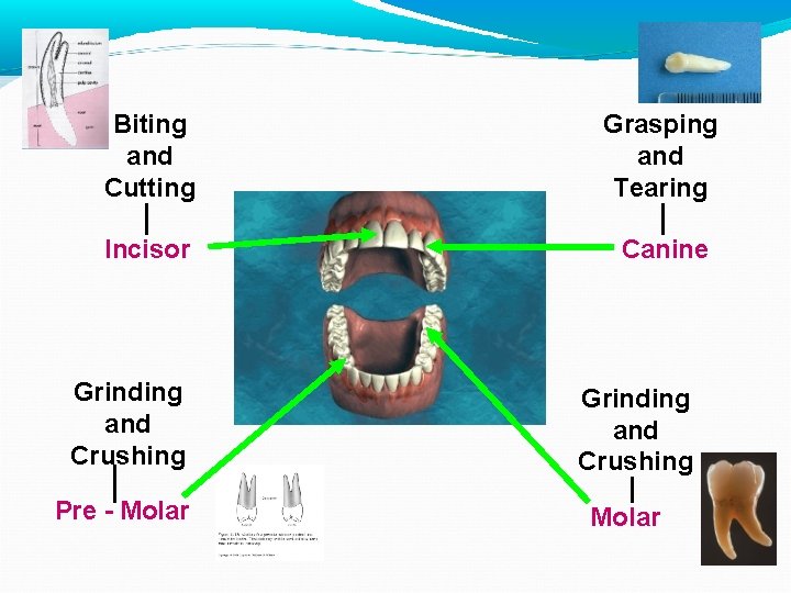 Biting and Cutting Grasping and Tearing Incisor Canine Grinding and Crushing Pre - Molar