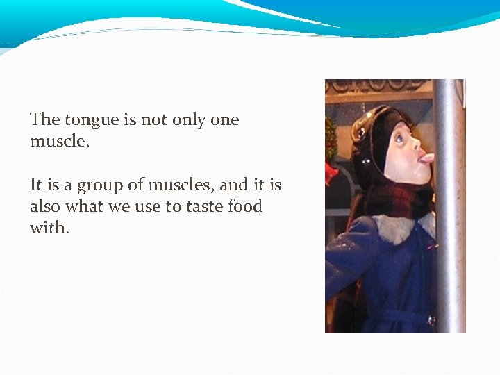 The tongue is not only one muscle. It is a group of muscles, and