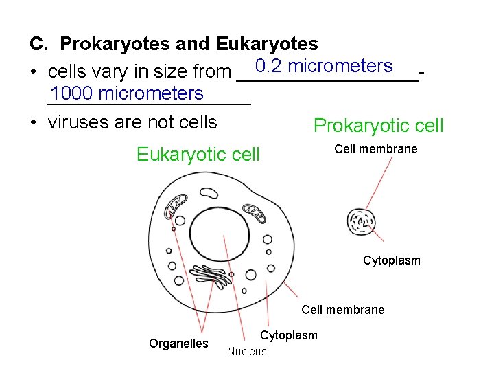 C. Prokaryotes and Eukaryotes 0. 2 micrometers • cells vary in size from _________1000
