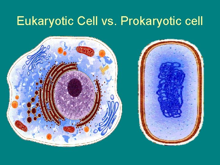 Eukaryotic Cell vs. Prokaryotic cell 