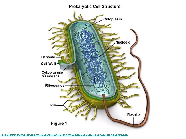 http: //www. wiley. com/legacy/college/boyer/0470003790/animations/cell_structure. htm 