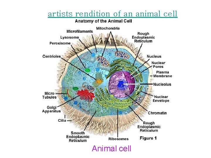 artists rendition of an animal cell Animal cell 