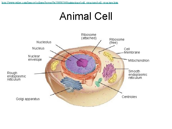 http: //www. wiley. com/legacy/college/boyer/0470003790/animations/cell_structure. htm Animal Cell Ribosome (attached) Nucleolus Nuclear envelope Rough endoplasmic