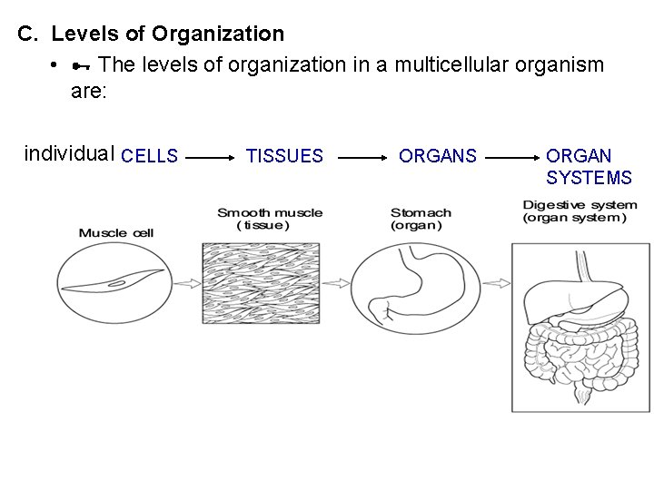 C. Levels of Organization • The levels of organization in a multicellular organism are: