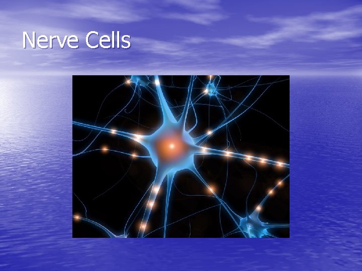 Nerve Cells 