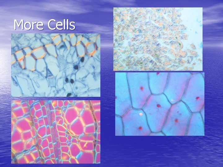 More Cells 