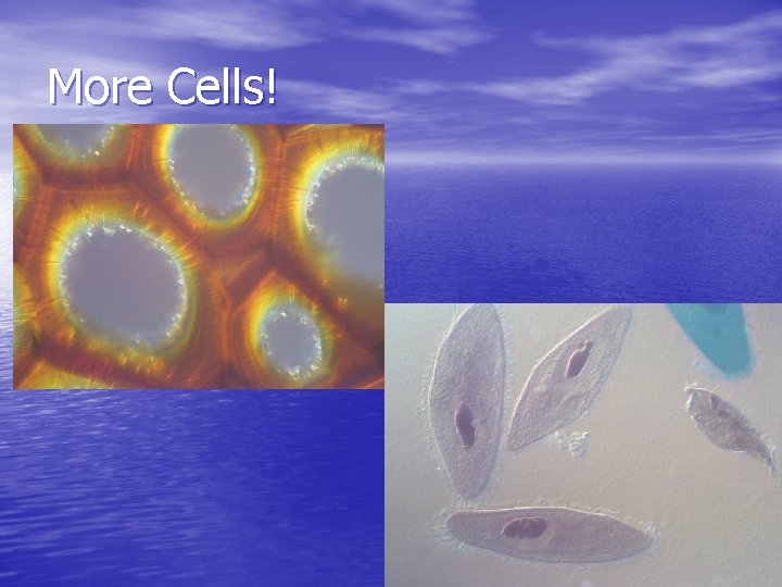More Cells! 
