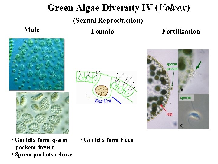 Green Algae Diversity IV (Volvox) Male • Gonidia form sperm packets, invert • Sperm