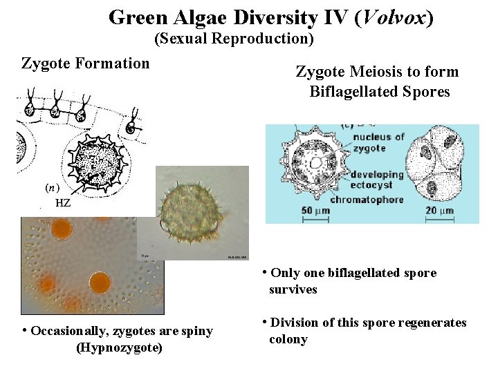 Green Algae Diversity IV (Volvox) (Sexual Reproduction) Zygote Formation Zygote Meiosis to form Biflagellated