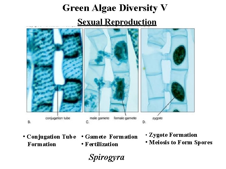 Green Algae Diversity V Sexual Reproduction • Conjugation Tube • Gamete Formation • Fertilization