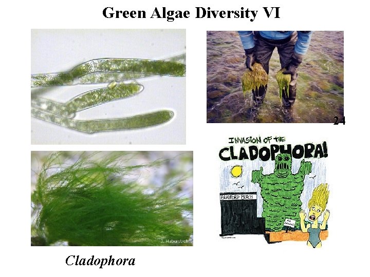 Green Algae Diversity VI 24 Cladophora 