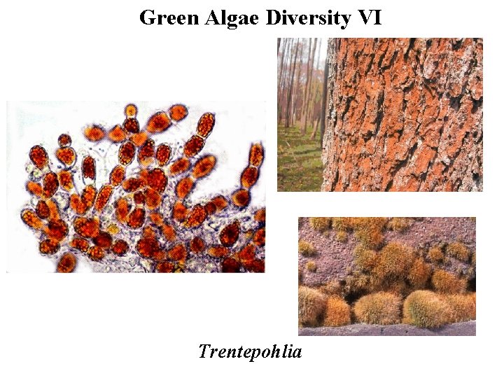 Green Algae Diversity VI Trentepohlia 