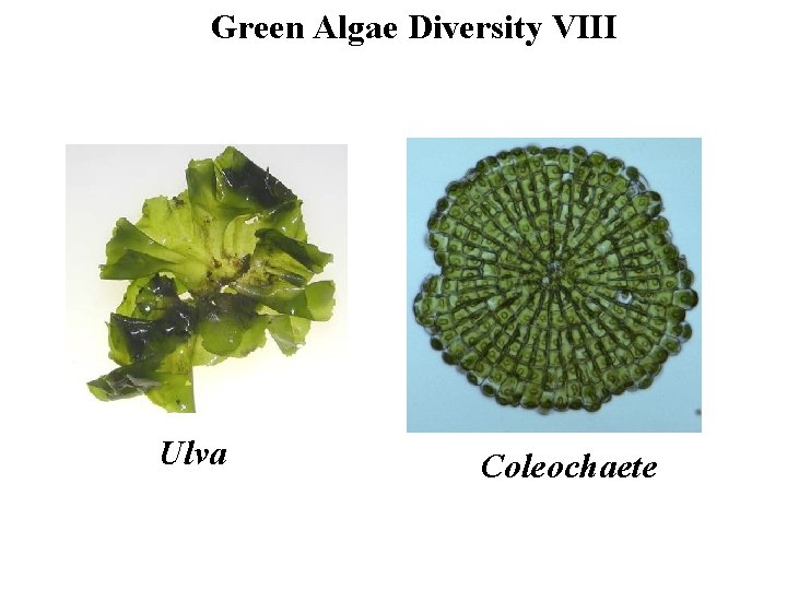 Green Algae Diversity VIII Ulva Coleochaete 