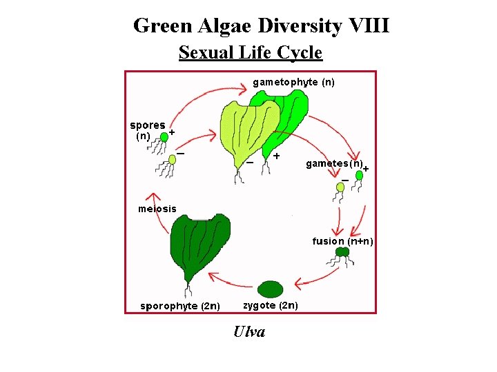 Green Algae Diversity VIII Sexual Life Cycle Ulva 
