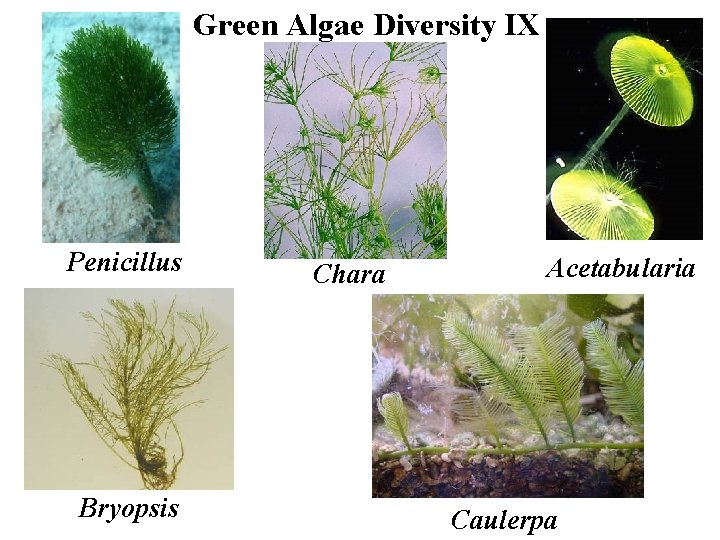 Green Algae Diversity IX Penicillus Bryopsis Chara Acetabularia Caulerpa 