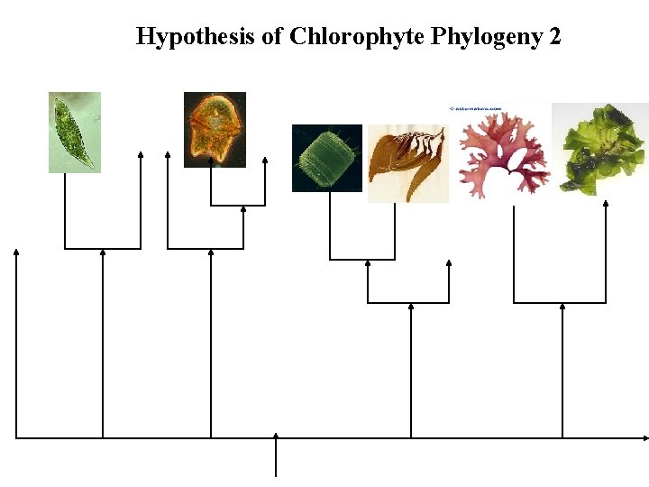 Hypothesis of Chlorophyte Phylogeny 2 