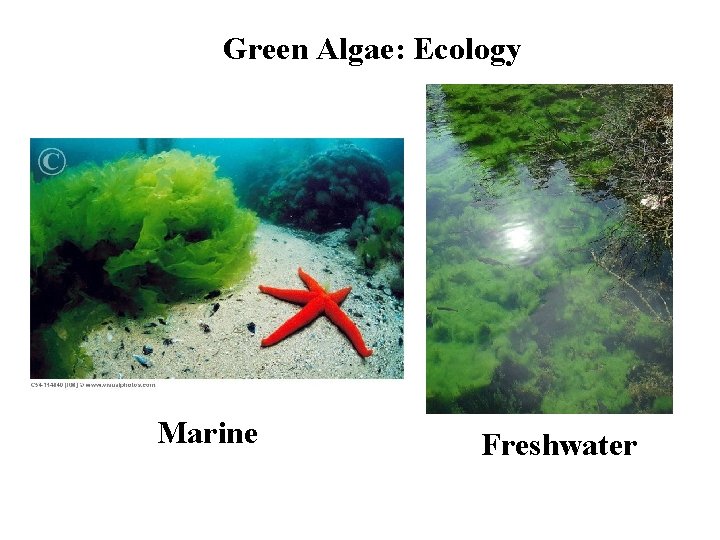 Green Algae: Ecology Marine Freshwater 