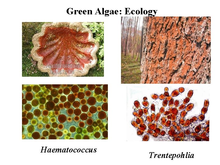 Green Algae: Ecology Haematococcus Trentepohlia 