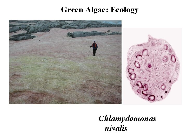 Green Algae: Ecology Chlamydomonas nivalis 