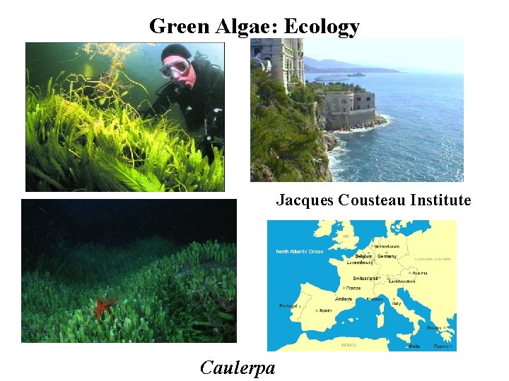 Green Algae: Ecology Jacques Cousteau Institute Caulerpa 