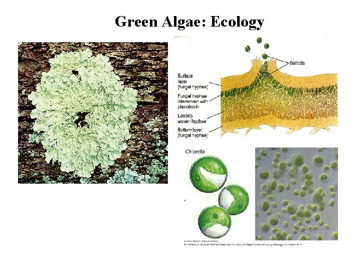 Green Algae: Ecology 