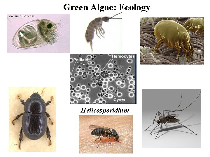 Green Algae: Ecology Helicosporidium 