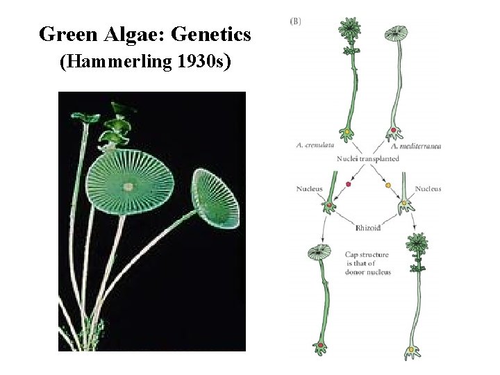 Green Algae: Genetics (Hammerling 1930 s) 