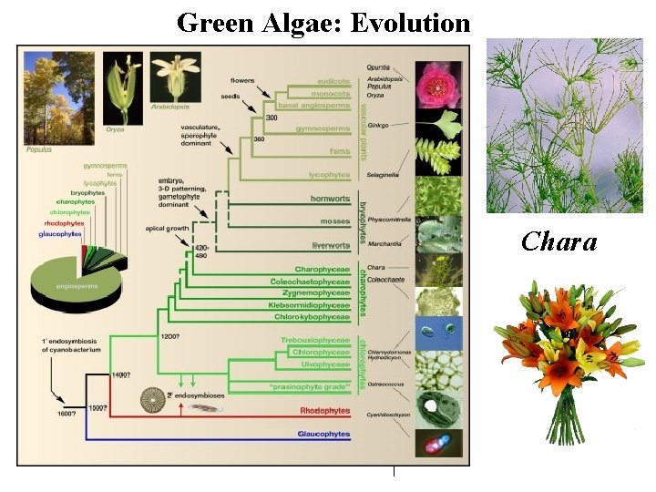 Green Algae: Evolution Chara 