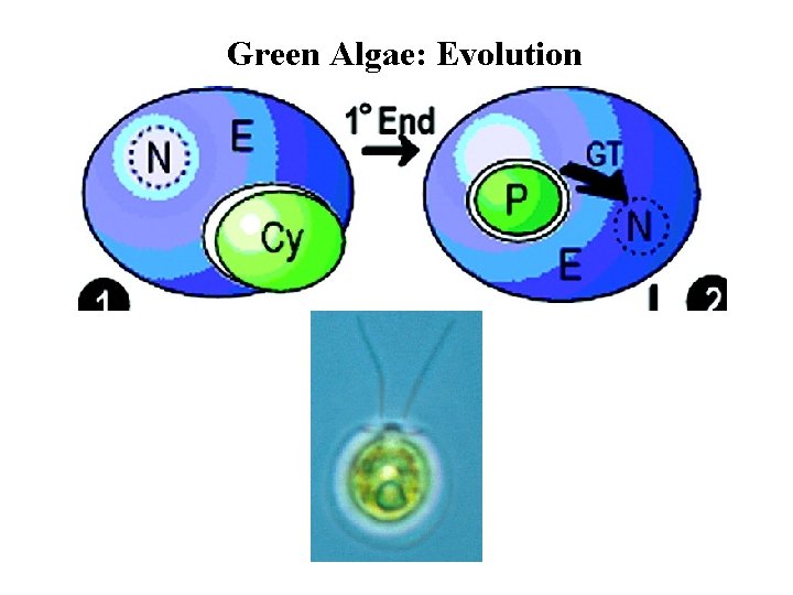 Green Algae: Evolution 