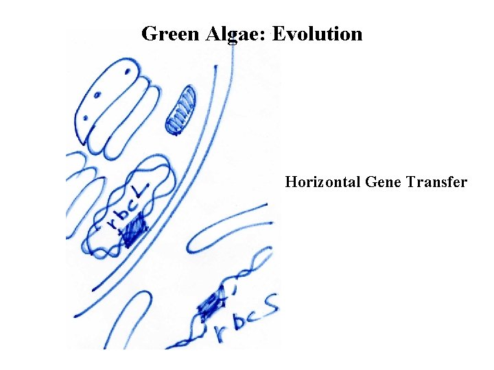 Green Algae: Evolution Horizontal Gene Transfer 