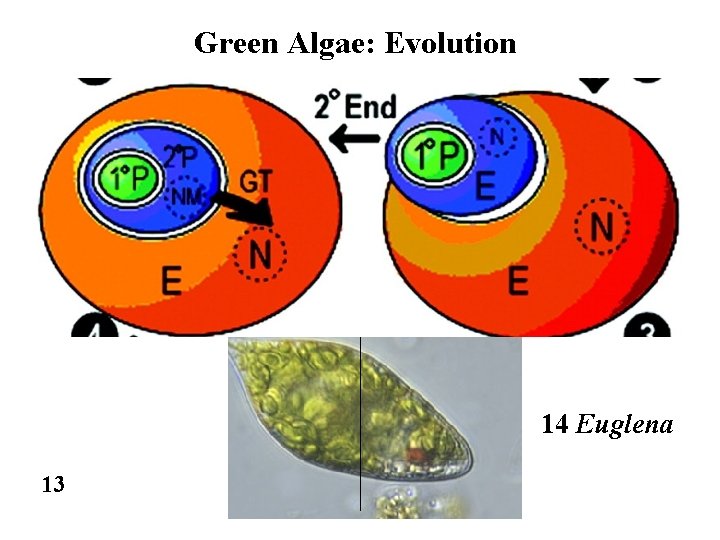 Green Algae: Evolution 14 Euglena 13 