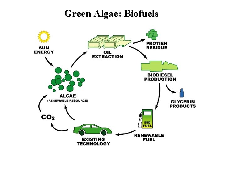 Green Algae: Biofuels 