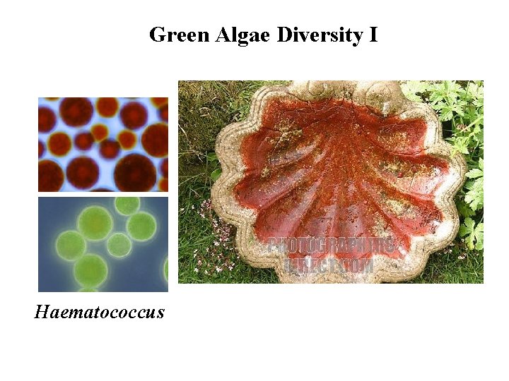 Green Algae Diversity I Haematococcus 