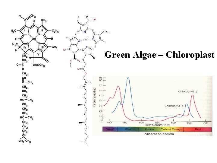 Green Algae – Chloroplast 