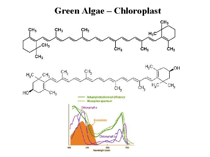 Green Algae – Chloroplast 
