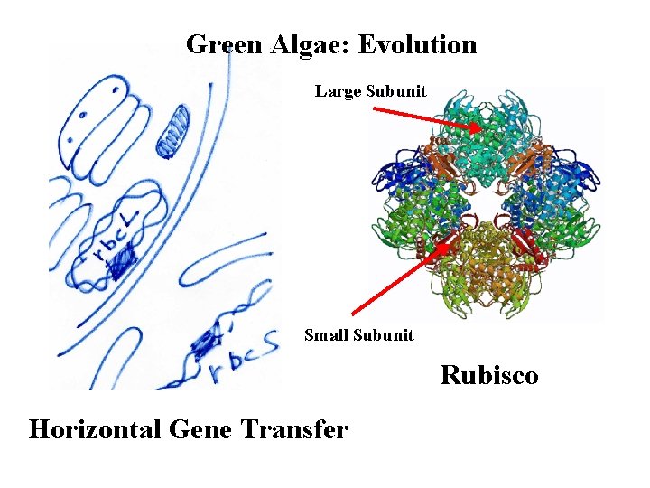Green Algae: Evolution Large Subunit Small Subunit Rubisco Horizontal Gene Transfer 