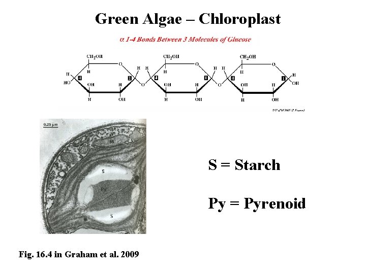 Green Algae – Chloroplast S = Starch Py = Pyrenoid Fig. 16. 4 in