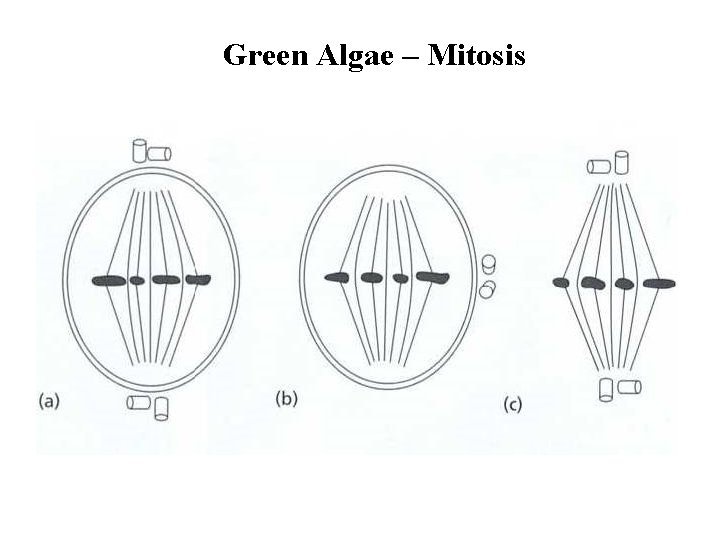 Green Algae – Mitosis 