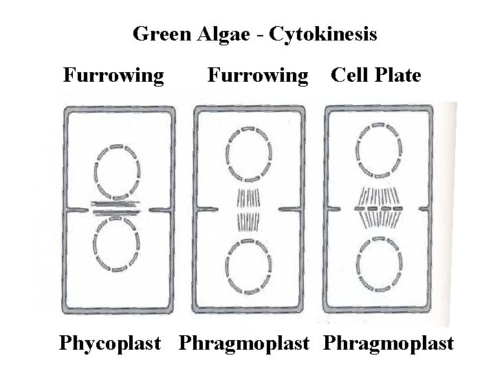 Green Algae - Cytokinesis Furrowing Cell Plate Phycoplast Phragmoplast 