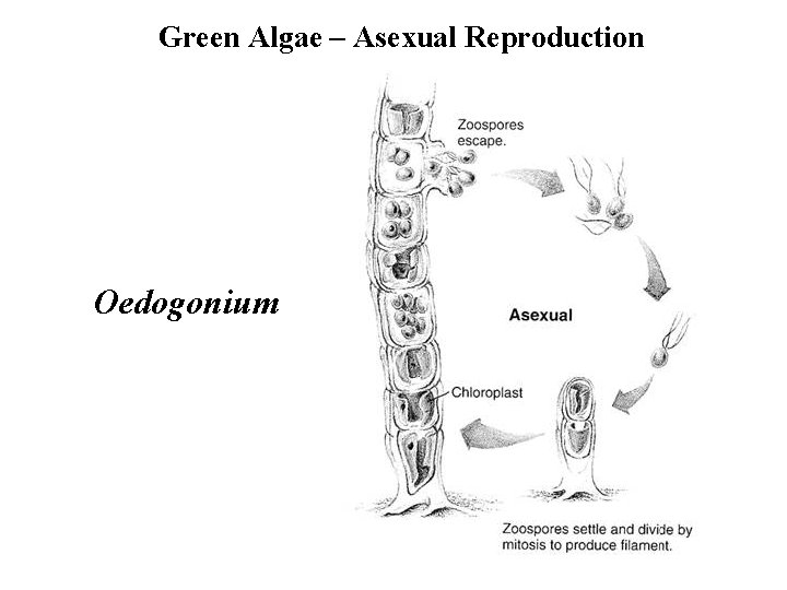 Green Algae – Asexual Reproduction Oedogonium 