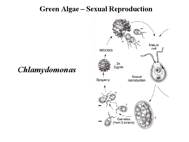 Green Algae – Sexual Reproduction Chlamydomonas 
